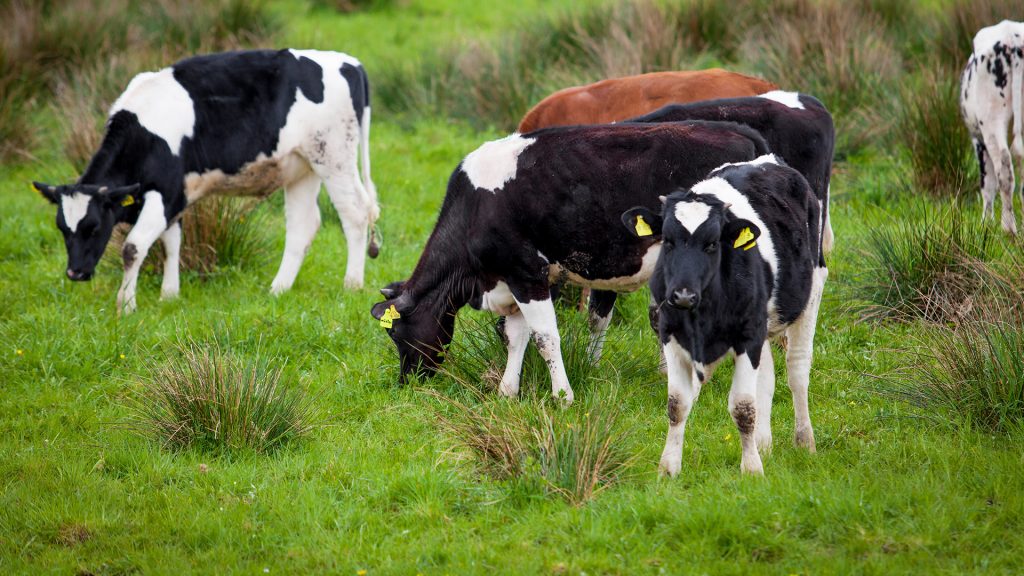 Ganadería en Matute, La Rioja