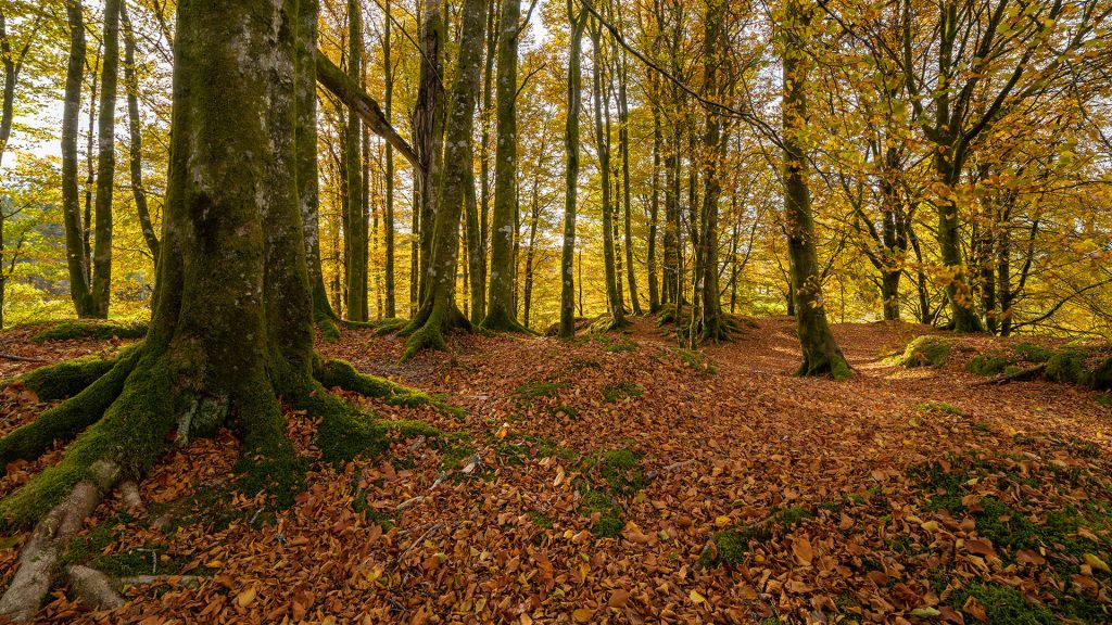 Hayedos y Robles en Matute